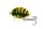 SALMO LIL BUG 2 Floating WSP Wasp